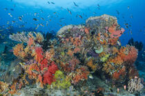 Indonesia, Papua, Raja Ampat. Fish schooling around coral reef. Jones & Shimlock / Jaynes Gallery / Danita Delimont von Danita Delimont
