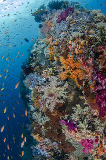 Indonesia, West Papua, Raja Ampat. Fish and coral reef. Jones & Shimlock / Jaynes Gallery / Danita Delimont von Danita Delimont