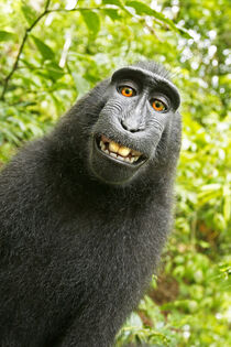 Asia, Indonesia, Sulawesi.  Crested black macaque. Self-portrait ('monkey selfie'). David Slater / Danita Delimont von Danita Delimont