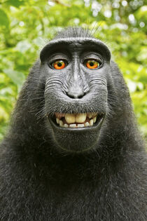Asia, Indonesia, Sulawesi. Sulawesi crested black macaque. Self-portrait 'monkey selfie'. David Slater / Danita Delimont von Danita Delimont