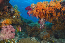 Profuse and colorful soft corals. Raja Ampat region of Papua, Indonesia. Stuart Westmorland / Danita Delimont by Danita Delimont