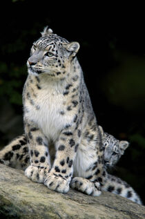 Snow Leopard, Uncia uncia, Panthera uncia, Asia. Andres Morya Hinojosa / Danita Delimont von Danita Delimont