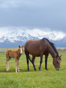 Horses on summer pasture. Alaj Valley, Trans-Alay mountain range, Pamir Mountains. Kyrgyzstan Martin Zwick / Danita Delimont von Danita Delimont