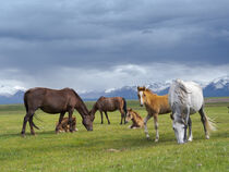 Horses on summer pasture. Alaj Valley,  Trans-Alay mountain range, Pamir Mountains, Kyrgyzstan Martin Zwick / Danita Delimont by Danita Delimont