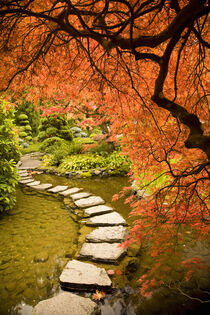 CANADA, British Columbia. Autumn colors at Butchart Gardens' Japanese Garden. Stuart Westmorland / Danita Delimont von Danita Delimont