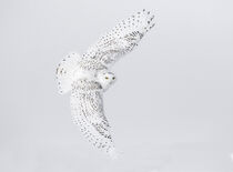 Ontario, Canada. Female snowy owl in flight. Jaynes Gallery / Danita Delimont by Danita Delimont