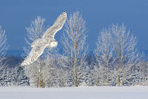 Ontario, Canada. Female snowy owl in flight. Digital Composite. Jaynes Gallery / Danita Delimont by Danita Delimont