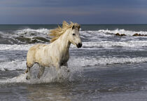 Camargue horse running out of surf, southern France. Adam Jones / Danita Delimont von Danita Delimont