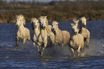 Camargue horses running through marshy wetland, southern France. Adam Jones / Danita Delimont von Danita Delimont