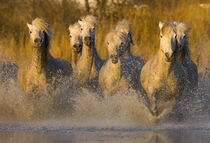 France, Provence. Ehite Camargue horses running in water. Jim Zuckerman / Jaynes Gallery / Danita Delimont von Danita Delimont