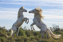France, Provence, Camargue. Two stallions fighting. Jaynes Gallery / Danita Delimont von Danita Delimont