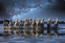 Provence, Camargue. Composite of Milky Way and horses running in surf. Jaynes Gallery / Danita Delimont by Danita Delimont