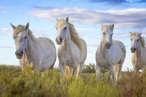 Europe, France, Provence. Camargue horses close-up. Jaynes Gallery / Danita Delimont von Danita Delimont