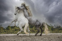 Europe, France. White and gray stallions of the Camargue region fighting. Jaynes Gallery / Danita Delimont by Danita Delimont