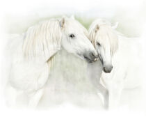 Two white horses of Camargue, French, nuzzling Sheila Haddad / Danita Delimont von Danita Delimont