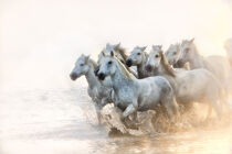 White horses of Camargue running in the Mediterranean surf at sunrise. Sheila Haddad / Danita Delimont von Danita Delimont