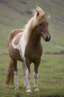 Iceland, Snaefellsnes Peninsula. Close-up of an Icelandic horse.  Don Grall / Jaynes Gallery / Danita Delimont. von Danita Delimont