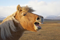 Iceland, Hofn. Icelandic horse seems to laugh at camera. Credit as: Josh Anon / Jaynes Gallery / Danita Delimont Jaynes Gallery / Danita Delimont von Danita Delimont