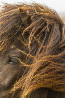 Iceland. Close-up of Icelandic horse's head. Cathy & Gordon Illg / Jaynes Gallery / Danita Delimont. von Danita Delimont