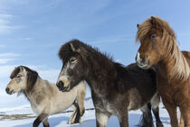 Iceland. Icelandic horses. Bill Young / Jaynes Gallery / Danita Delimont. von Danita Delimont