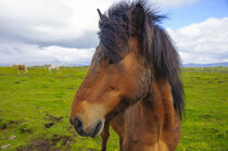 Iceland. Eyrarbakki. Icelandic horse. Inger Hogstrom / Danita Delimont by Danita Delimont