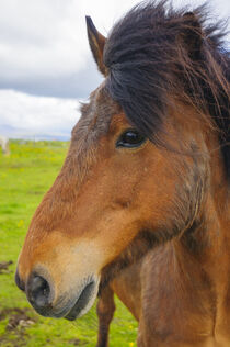 Iceland. Eyrarbakki. Icelandic horse. Inger Hogstrom / Danita Delimont von Danita Delimont