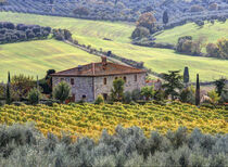 Europe, Italy, Tuscany. Vineyards and olive trees in autumn surrounding a house in Tuscany. Julie Eggers / Danita Delimont von Danita Delimont