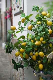 Italy, Campania (Amalfi Coast), Positano. Lemon tree. Walter Bibikow / Danita Delimont. von Danita Delimont