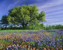 Live Oak, Texas Paintbrush, and Texas Bluebonnets in Texas Hill Country Adam Jones / Danita Delimont by Danita Delimont