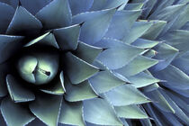 Closeup pattern in Agave cactus. Adam Jones / Danita Delimont von Danita Delimont