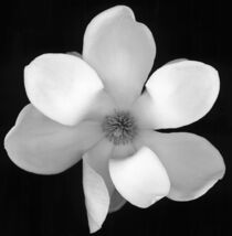 White Magnolia Flower Anna Miller / Danita Delimont by Danita Delimont