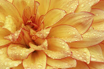 Closeup of Dahlia flower with the pedals radiating outward, Sammamish Washington Darrell Gulin / Danita Delimont von Danita Delimont