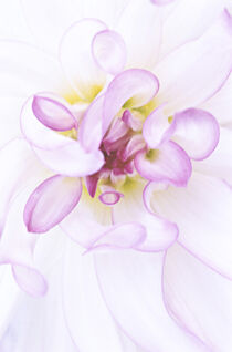 Purple flower, high key. Michele Westmorland / Danita Delimont von Danita Delimont