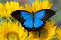 Australian Mountain Blue Swallowtail Butterfly, Papilio Ulysses, on sunflower. Darrell Gulin / Danita Delimont von Danita Delimont