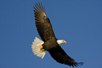 Bald Eagle, Haliaeetus leucocephalus, Homer, Alaska. David Northcott / Danita Delimont by Danita Delimont