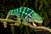 Rainbow Panther Chameleon, Fucifer pardalis, Madagascar. David Northcott / Danita Delimont von Danita Delimont