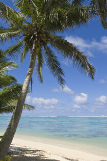Cook Islands, Rarotonga. Palm fringed beach. Michael DeFreitas / Danita Delimont by Danita Delimont