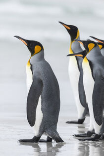 King Penguin (Aptenodytes patagonicus), Falkland Islands, South Atlantic. Group marching on beach. Martin Zwick / Danita Delimont by Danita Delimont