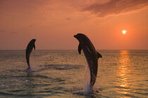 Bottlenose Dolphins (Tursiops Truncatus), Caribbean Sea, Roatan, Bay Islands, Honduras. Stuart Westmorland / Danita Delimont by Danita Delimont