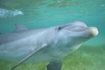 Bottlenose Dolphin (Tursiops truncatus), Roatan, Bay Islands, Honduras Stuart Westmorland / Danita Delimont by Danita Delimont