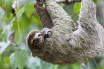 Brown-throated Sloth and baby hanging from branch, Corcovado National Park, Costa Rica. Jim Goldstein / Danita Delimont by Danita Delimont