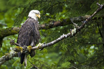 Raptor Center, Sitka, Alaska. Close-up of a bald eagle. Janet Muir / Danita Delimont by Danita Delimont