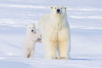 Alaska, Arctic National Wildlife Refuge. Polar bear, Ursus maritimus, sow with spring cub, Steven Kazlowski / Danita Delimont von Danita Delimont