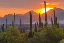 Arizona, Saguaro National Park. Sunset on desert landscape. Cathy & Gordon Illg / Jaynes Gallery / Danita Delimont von Danita Delimont