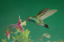 Male hummingbird feeding on columbine. Madera Canyon, AZ. Rolf Nussbaumer / Danita Delimont von Danita Delimont