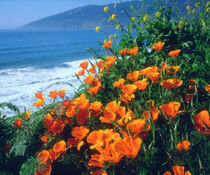 USA, California, California Poppies along the Pacific Coast near Big Sur. by Danita Delimont