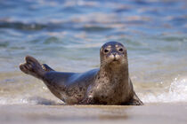 California, La Jolla. A seal on a beach along the Pacific Coast. von Danita Delimont