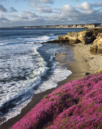 USA, California, La Jolla, Flowers along the Pacific Coast. by Danita Delimont