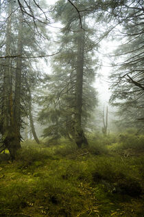 'Mystische Nebelstimmung im Bergfichtenwald 4' von Holger Spieker