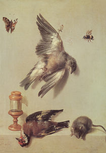 Still Life of Dead Birds and a Mouse von Jean-Baptiste Oudry